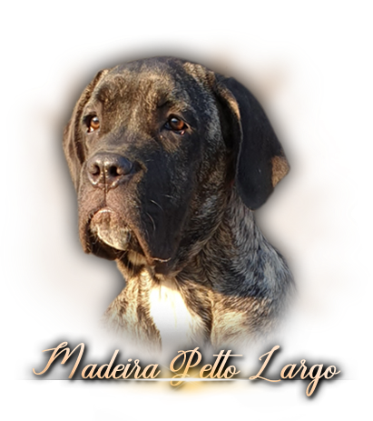 iko madeira